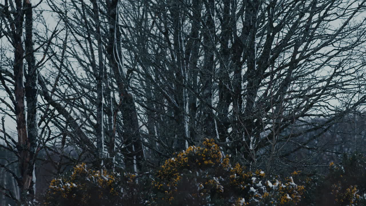 Winter gorse in front of dark trees on cold windy day