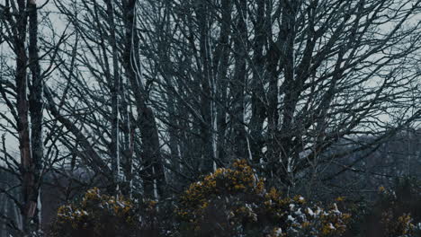 Winter-gorse-in-front-of-dark-trees-on-cold-windy-day