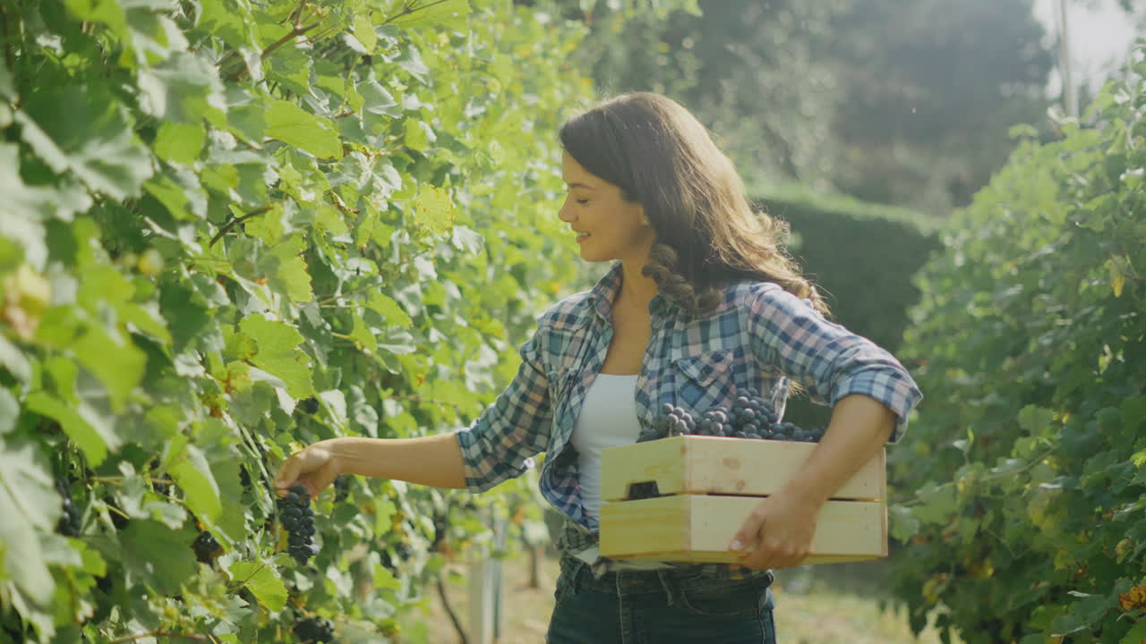 mujer cosechando uvas en el viñedo