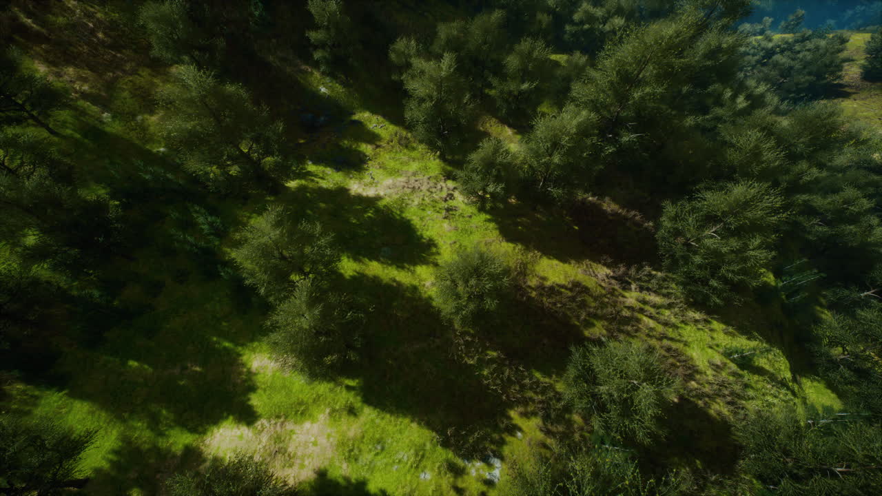 bosque tropical en la vista matutina de las tierras altas de malasia