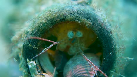 adult mantis shrimp hides inside glass bottle moves powerful eyes hunting prey