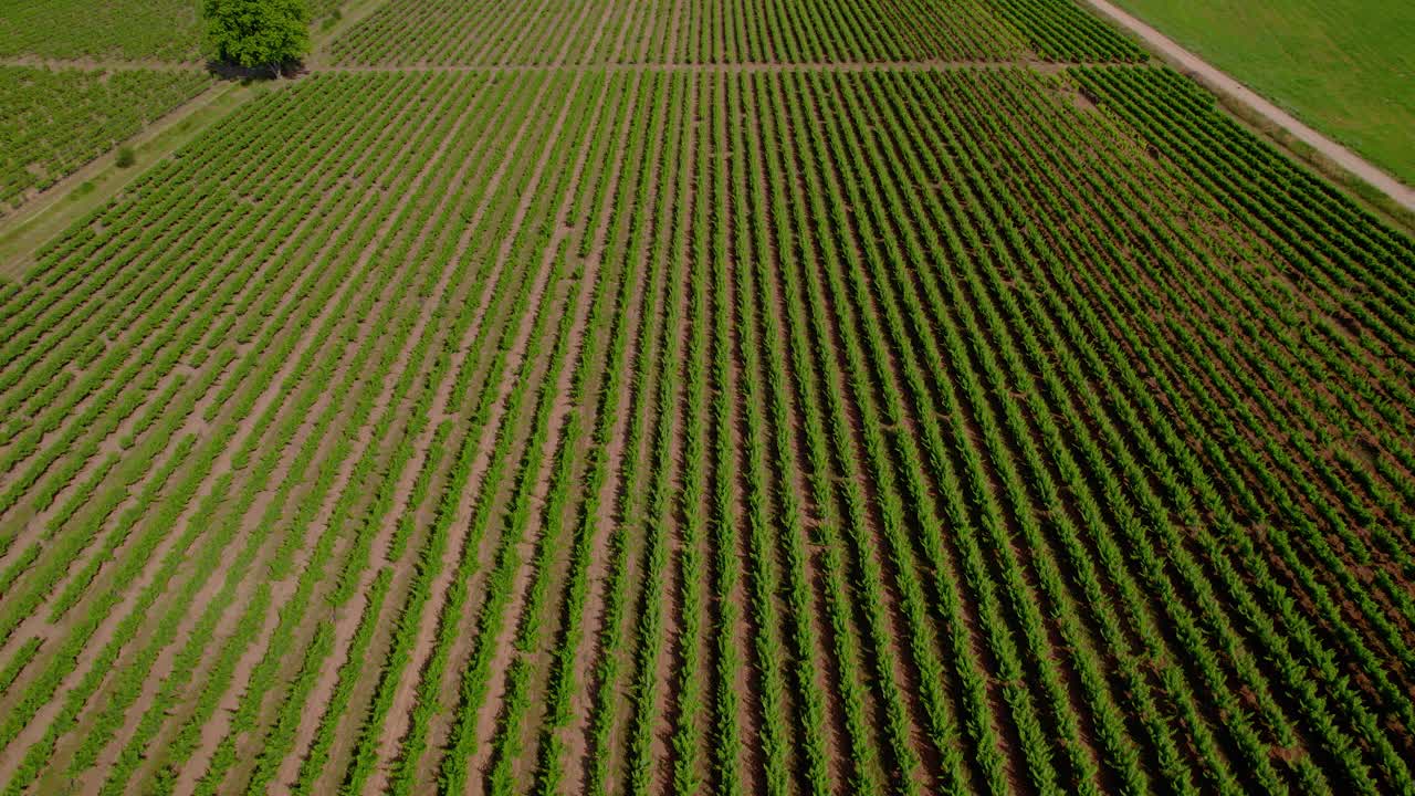 Aerial dolly shot along the rows of vines growing within a vineyard in France