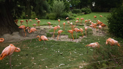 flock of large flamingoes feeding on the grass at human care facility