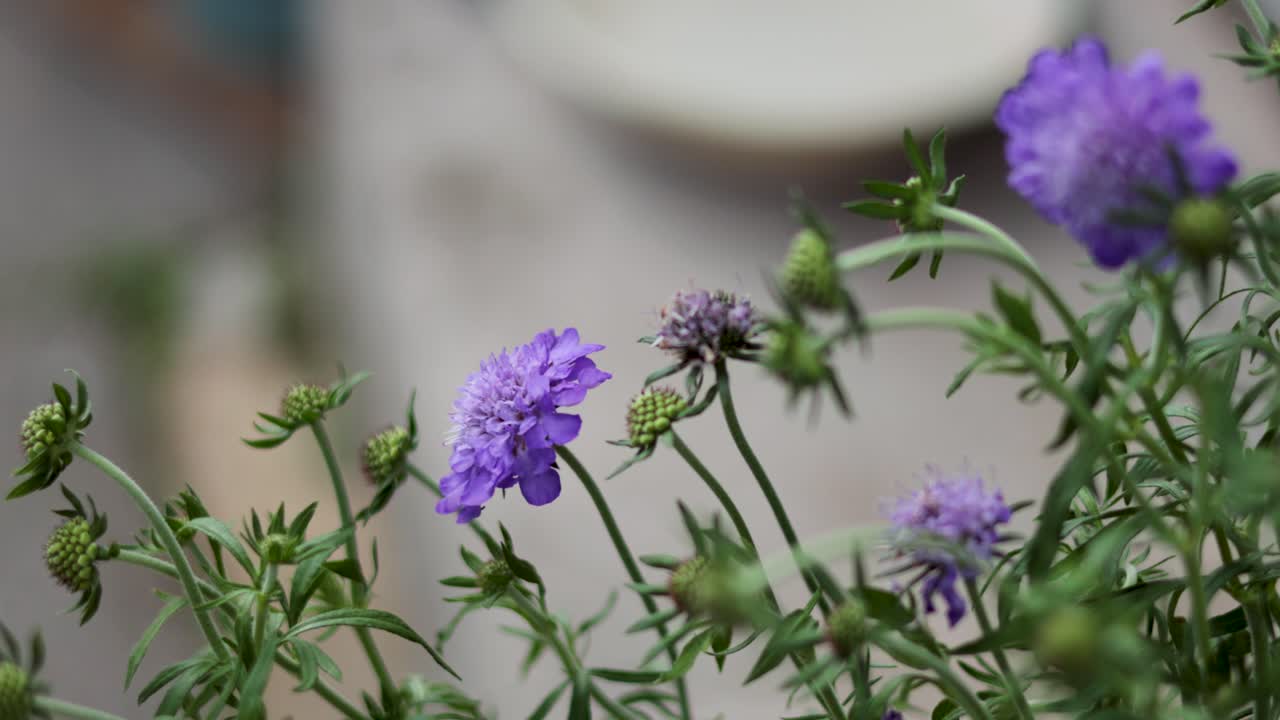 보라색 꽃이 부드럽게 바람에 흔들리고