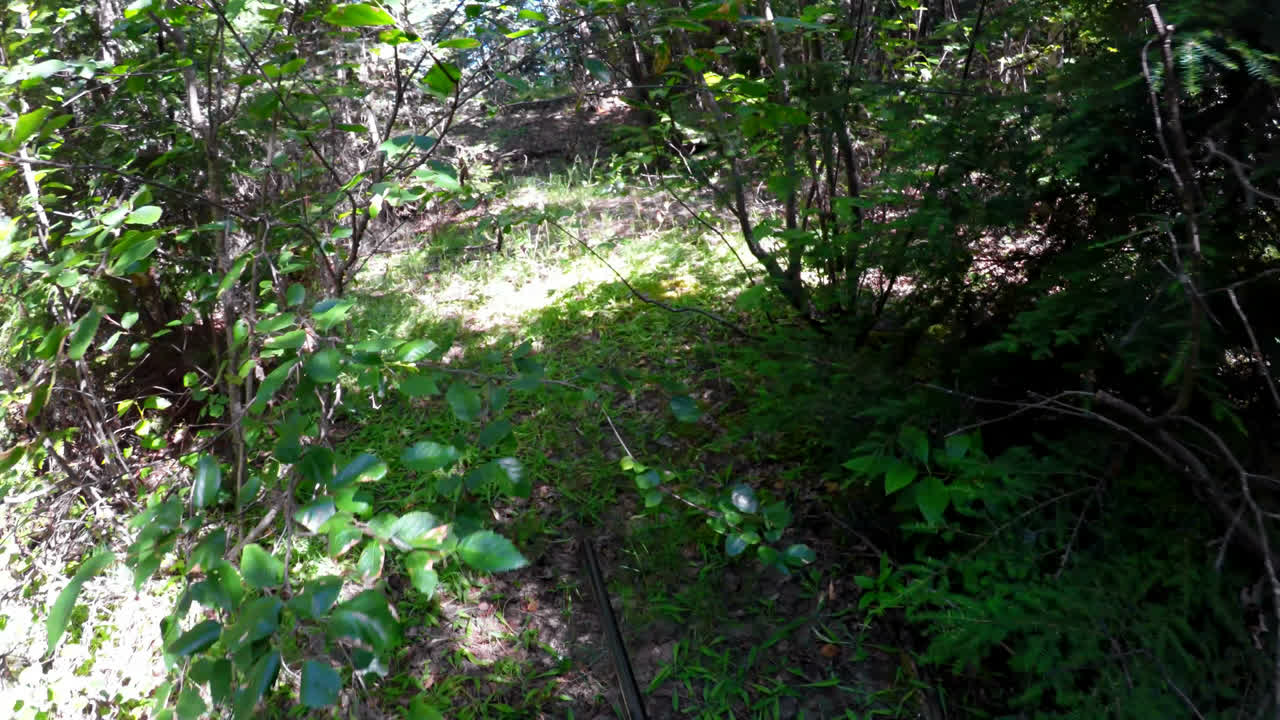 cazador apuntando con una escopeta 4k