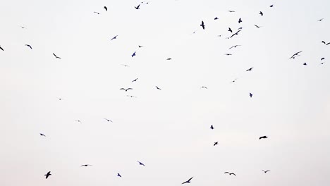 Este-Es-Un-Clip-Sobre-Un-Oído-De-Gaviotas-Volando-Frente-Al-Cielo-Nublado.