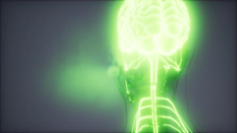 examen de radiología del cerebro humano