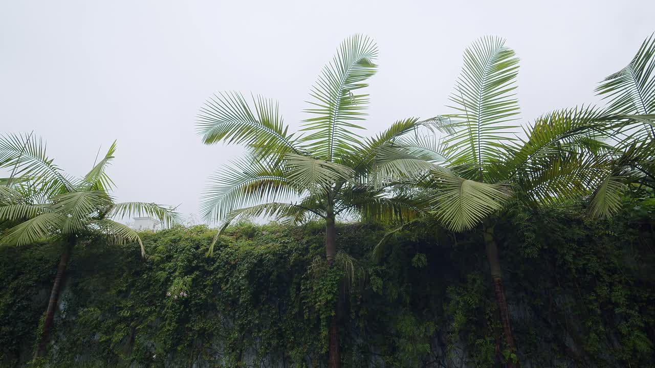 las palmeras se elevan por encima de una pared cubierta de vegetación exuberante y vides, con una ligera lluvia cayendo