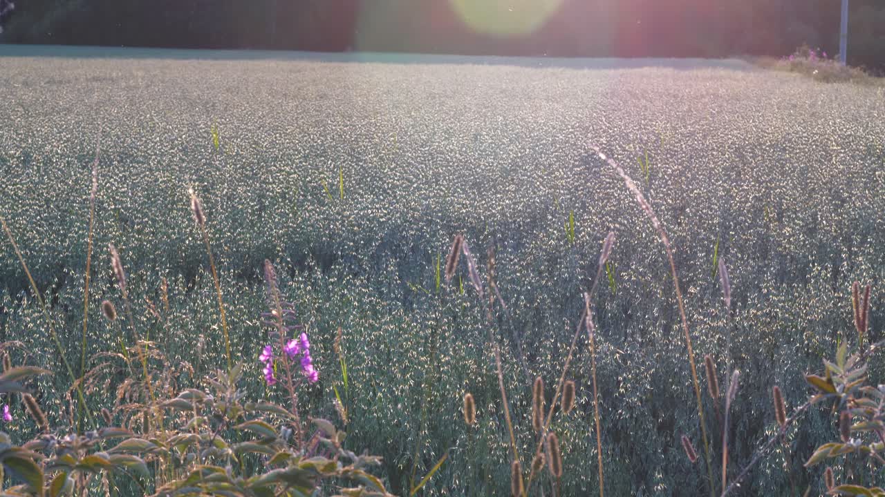 해질녘 활기찬 보리밭