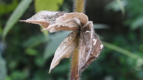 abelmoschus moschatus fruit after falling seeds