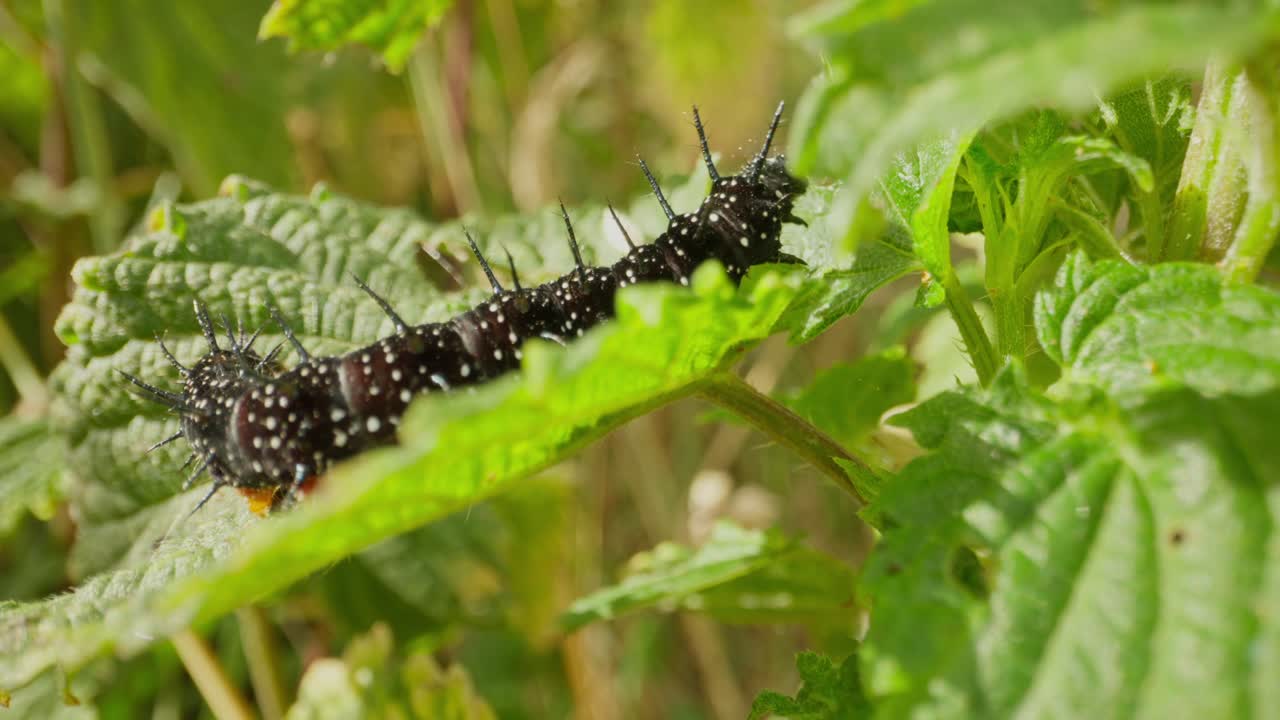 Caterpillar of peacock butterfly crawling on foliage establishing natural insect detailed life feeding and crawling