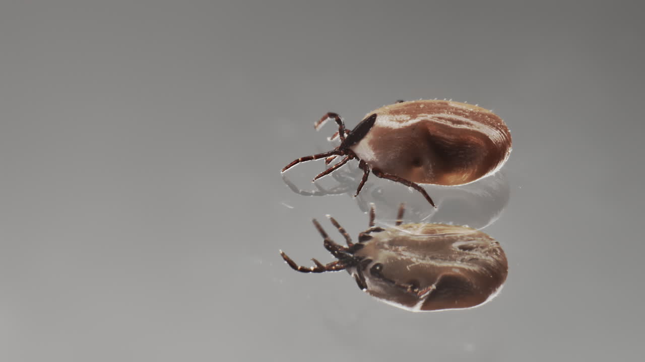 una garrapata peligrosa es portadora de una enfermedad infecciosa - borreliosis