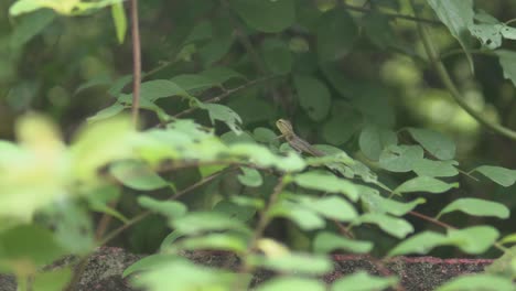 Serene-shot-captures-the-graceful-dance-of-plant-leaves-swaying-in-harmony-with-the-gentle-breeze,-creating-a-natural-symphony-of-movement-and-tranquility