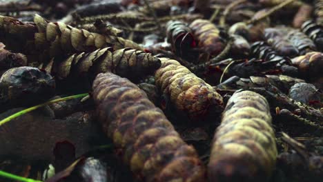 close-up-on-bunch-of-pine-cones-on-a-forest-floor,-showing-texture-and-detail