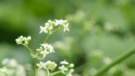 Epsiyrphus-Balteatus-Biene,-Die-Pollen-Von-Der-Blume-Sammelt-Und-Wegfliegt,-Nahaufnahme