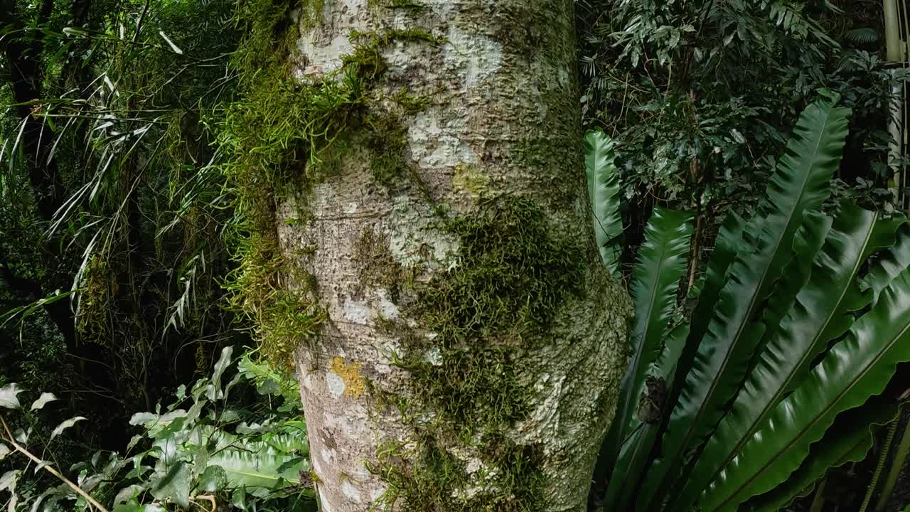 A gentle camera pan reveals a moss-covered tree trunk surrounded by lush ferns in a tranquil forest setting