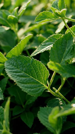 close-up of hydrangea leaves