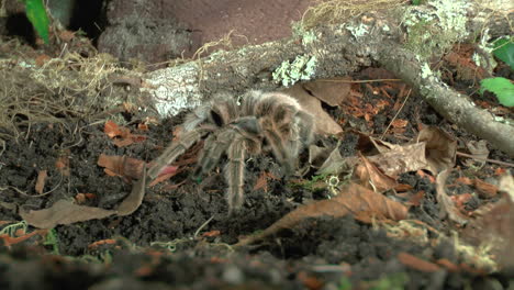 Vista-Frontal-De-Cerca-De-Tarántula-Andante