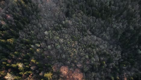 volando sobre el bosque alpino