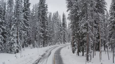 snowy road through a dense and snow-covered forest