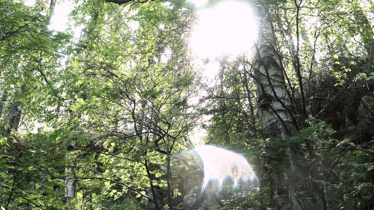 숲의 옥상 을 통해 빛 이 필터링 되는 것