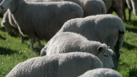 selective focus of a sheep amongst herd