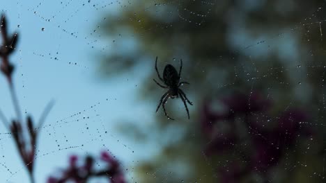 spider on a dewy web