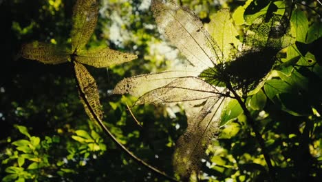 Sunrays-Illuminating-Leaves-in-Tropical-Rainforest-Trees-and-Canopy-Inside-Jungle