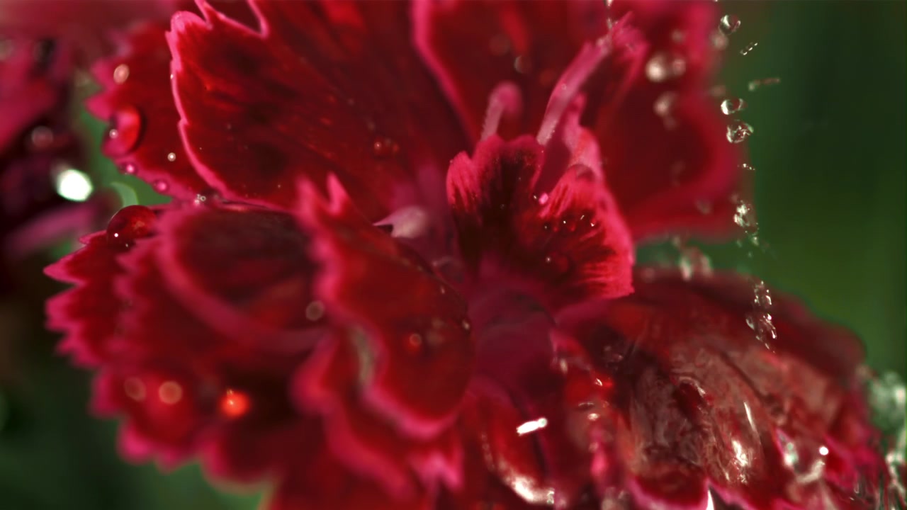 Gocce d'acqua che cadono al rallentatore su un fiore di garofano rosso