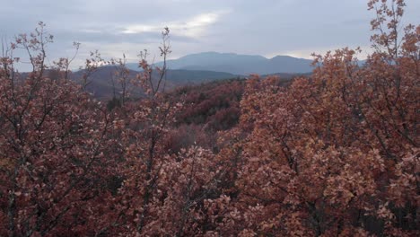 slow-aerial-passing-through-close-branches-Deciduous-trees-autumn-forest