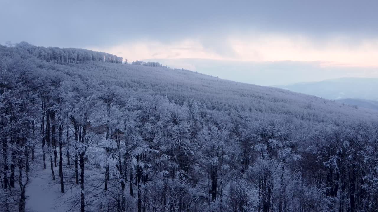Forest canopy covered in white winter snow, Chumerna peak, Bulgaria