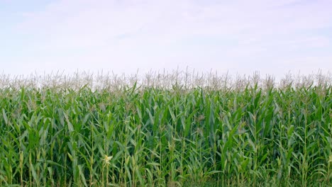 view of corn field