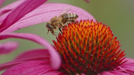 wild bee takes off into flight after drinking nectar on orange coneflower