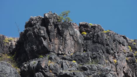 a small tree clings to the rocky outcrop