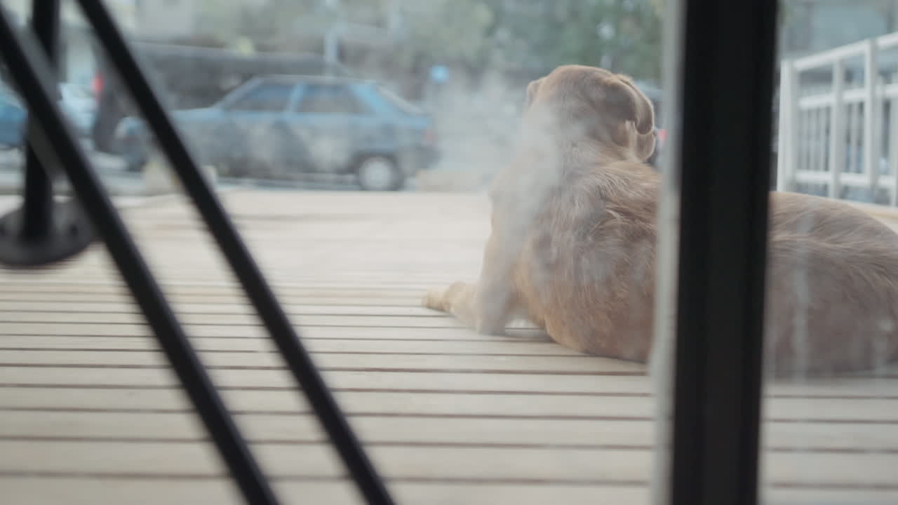 perro marrón amigable sentado en el piso de madera, protegiendo la tienda de negocios y mirando la calle mientras los autos pasan en cámara lenta