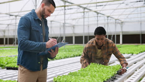Hydroponic-farm,-lettuce-and-farmers-in-greenhouse