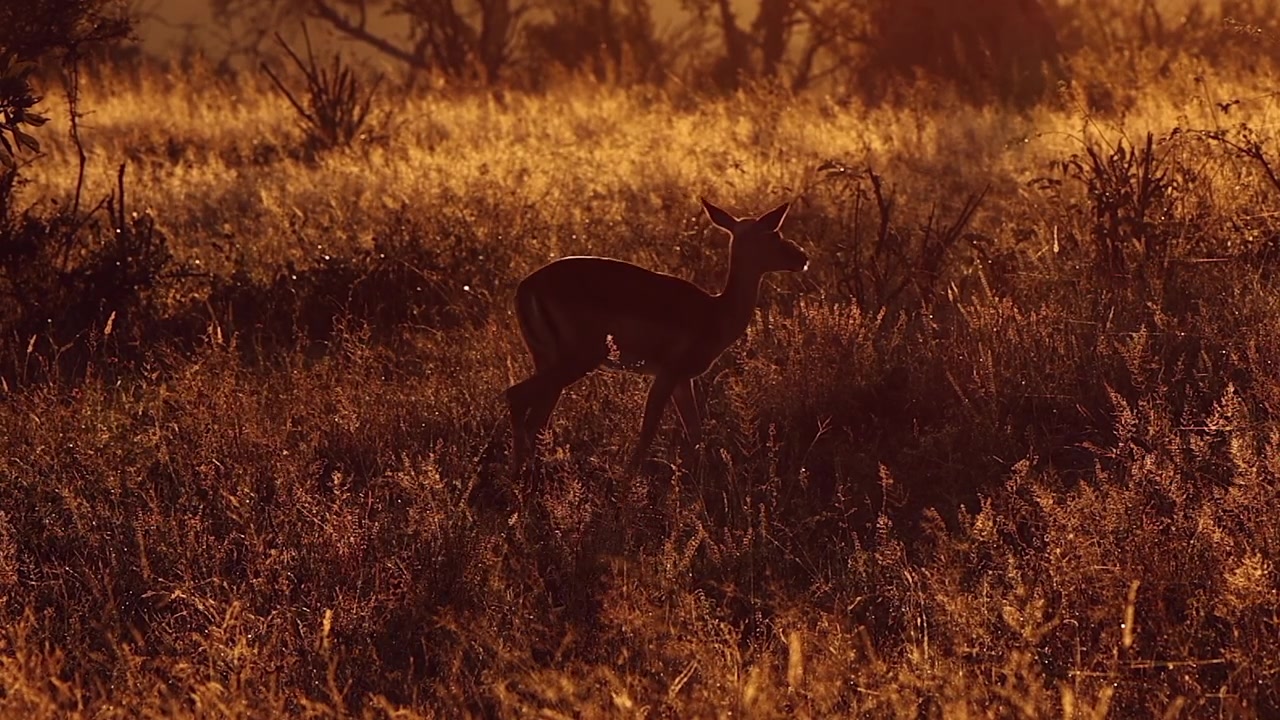 Dramatic golden morning savanna: Impala silhouette walks through frame