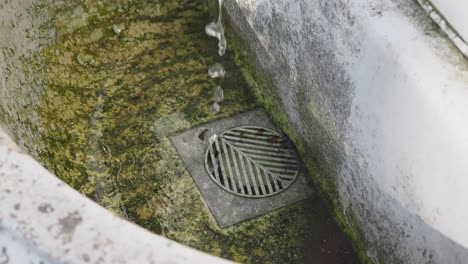 dirty drain with green moss