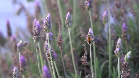 Handheld-slow-motion-clip-of-a-bee-sipping-on-lavender-flowers