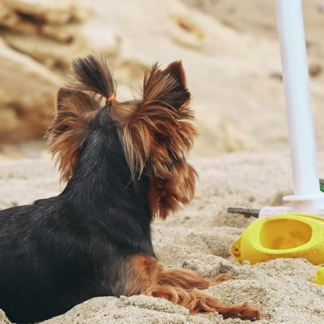 un pequeño yorkshire terrier en una playa de arena