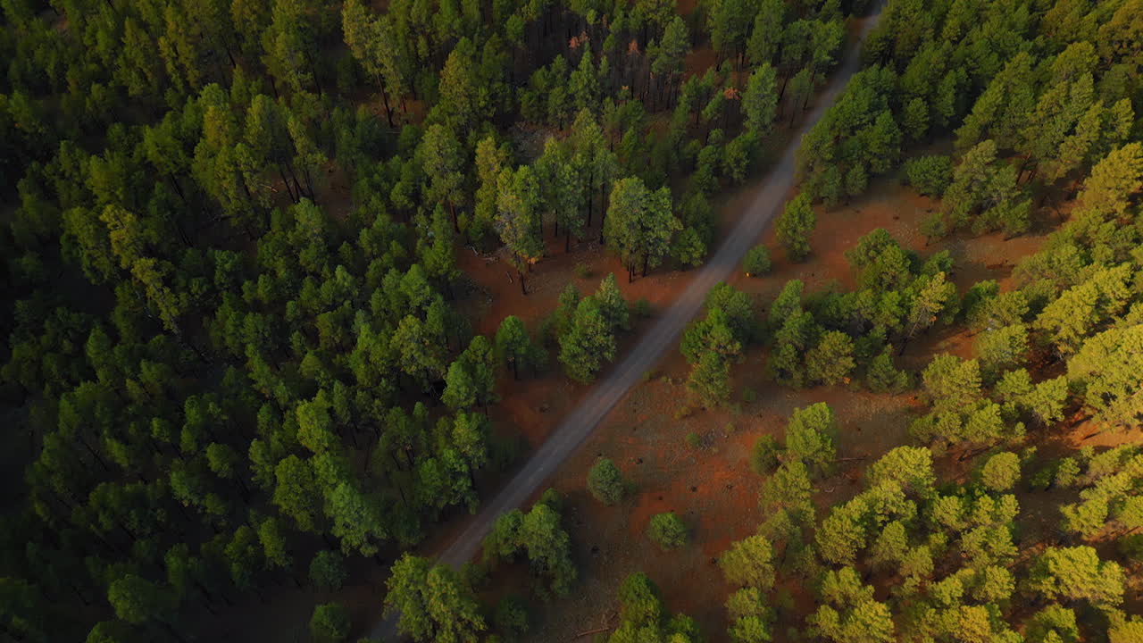 Vast green forest crossed by the road. A lonely orange tent is set in the woods. Aerial view