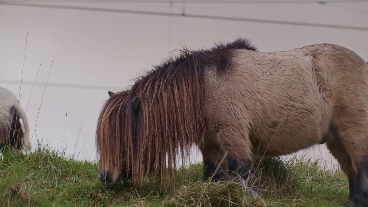 un pequeño caballo poni animal pastoreo en el campo durante el día con otros