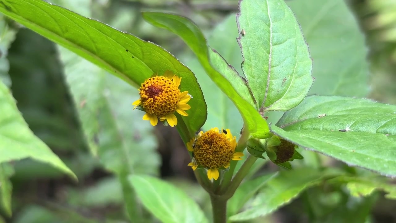 Small Yellow Wildflowers Blooming in a Lush Green Forest