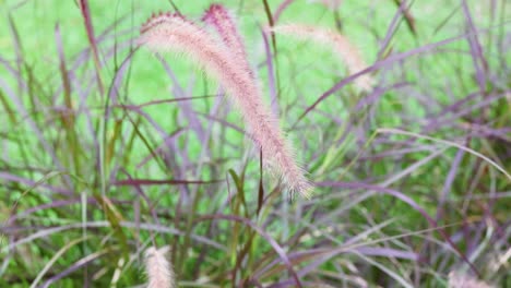 gentle movement of grass in a breeze