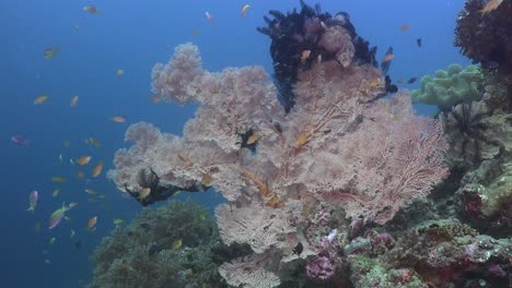 Gran-Abanico-De-Mar-Rosa-Y-Coloridos-Peces-De-Arrecife-En-Arrecifes-De-Coral-Tropicales