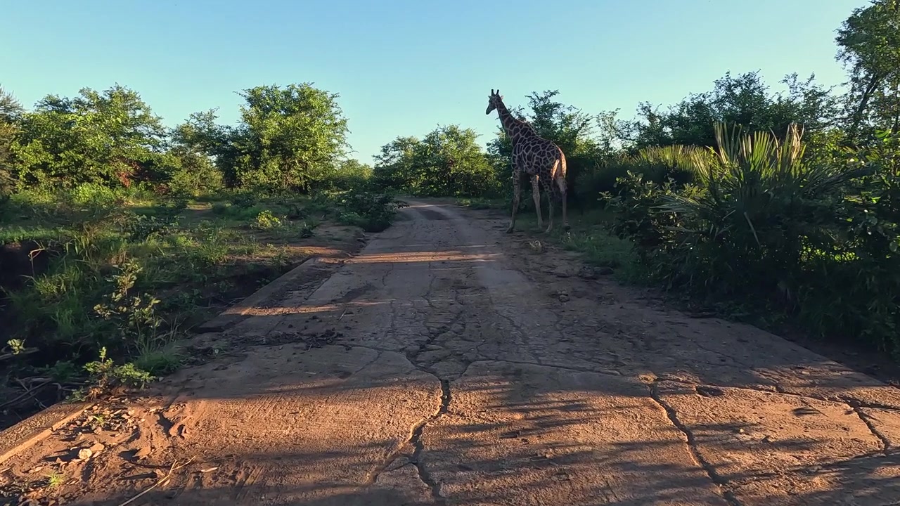 La telecamera segue una giraffa che cammina su una strada stretta nel Parco Nazionale Kruger.