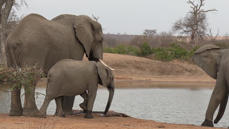 la cría de elefante y los adultos beben e interactúan en un abrevadero en el matorral.