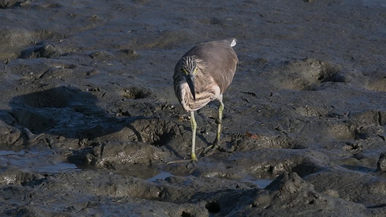una de las garzas de estanque encontradas en tailandia que muestran diferentes plumajes según la temporada