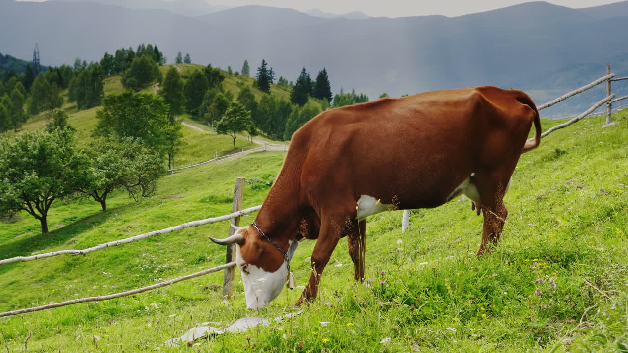 Una mucca con un campanaccio al collo pascola in un luogo pittoresco sullo sfondo delle montagne