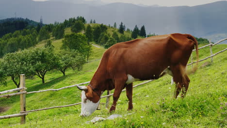 a cow with a bell on his neck grazes in a picturesque place against the backdrop of the mountains